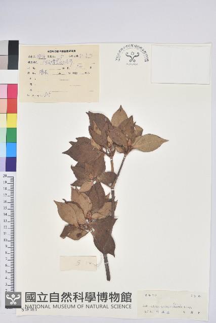 吊鐘花藏品圖，第1張