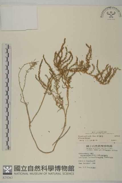 裸花鹼蓬藏品圖，第1張