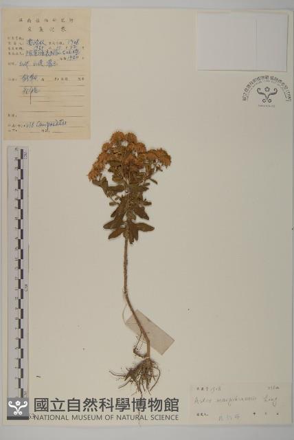 莽山紫菀藏品圖，第1張