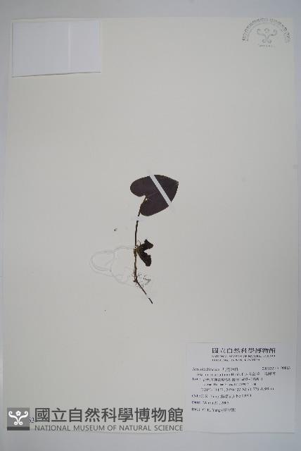 大花細辛、馬蹄香藏品圖，第1張