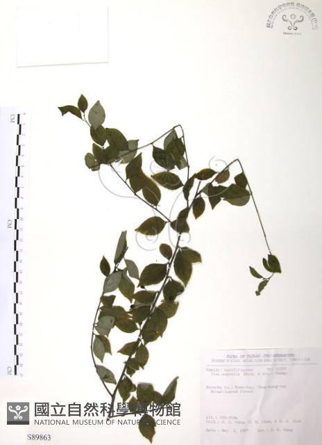 燈稱花、烏雞骨藏品圖，第1張