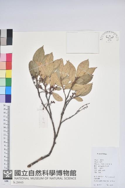 紅脈珍珠花藏品圖，第1張