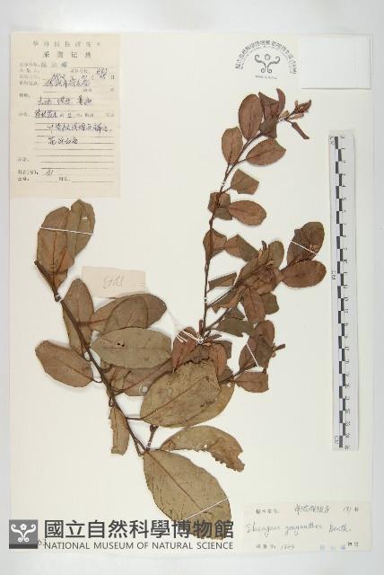 角花胡頹子藏品圖，第1張