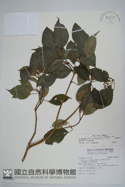 臺灣樹參藏品圖，第1張
