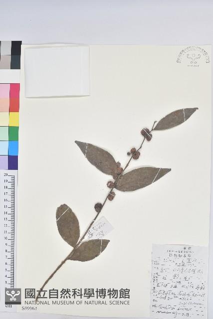 紅算盤子藏品圖，第1張