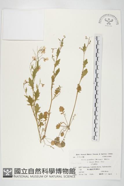 登錄號:S039963藏品圖，第1張