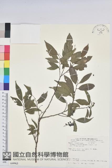 密花五月茶藏品圖，第1張