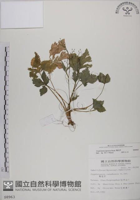 鴨兒芹藏品圖，第1張