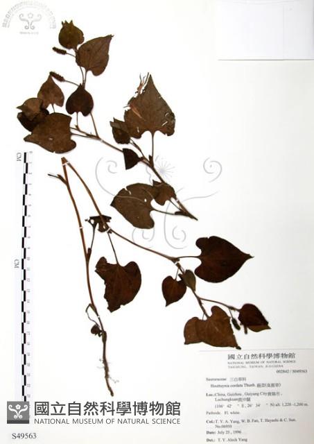 臭腥草、蕺菜藏品圖，第1張