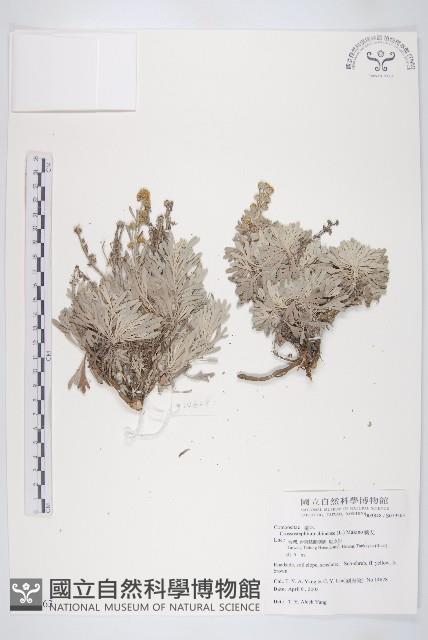 蘄艾、芙蓉菊藏品圖，第1張