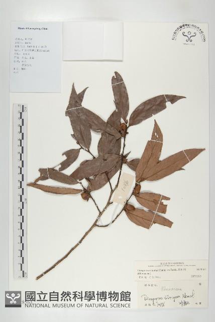 軟毛柿藏品圖，第1張