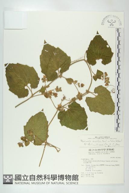 青牛膽藏品圖，第1張