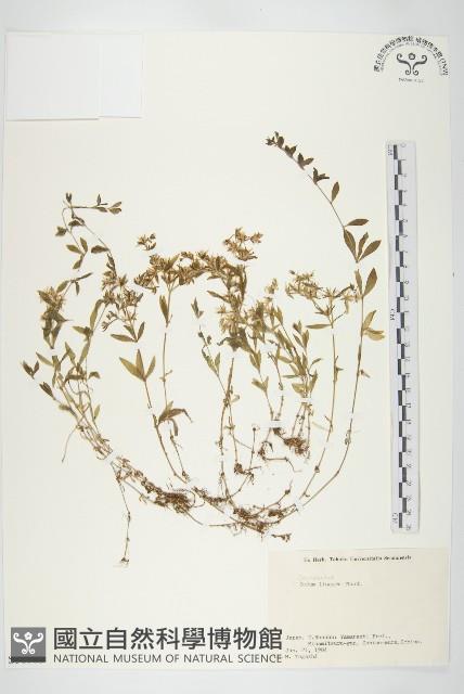 佛甲草、金莿插藏品圖，第1張