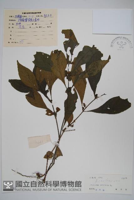 假杜鵑藏品圖，第1張