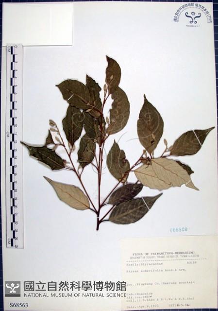 紅皮、葉下白、赤仔尾藏品圖，第1張