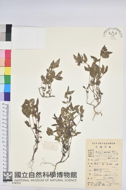 乳仔草藏品圖，第1張