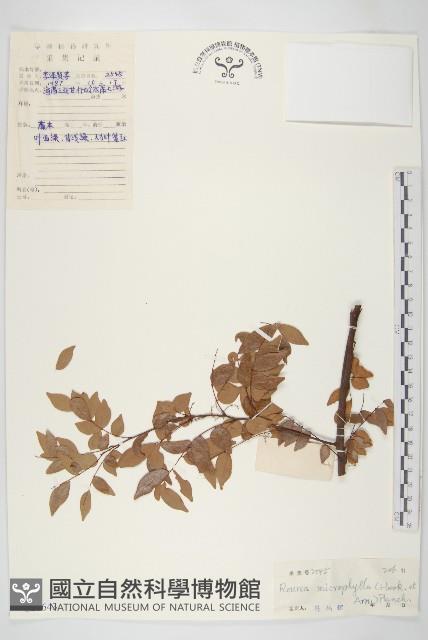 紅葉藤藏品圖，第1張