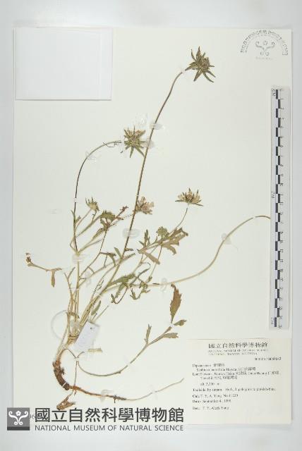 玉山山蘿蔔藏品圖，第1張