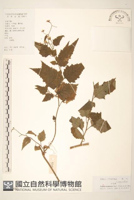 蔓黃菀藏品圖，第1張