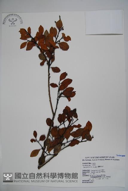 圓葉冬青藏品圖，第1張