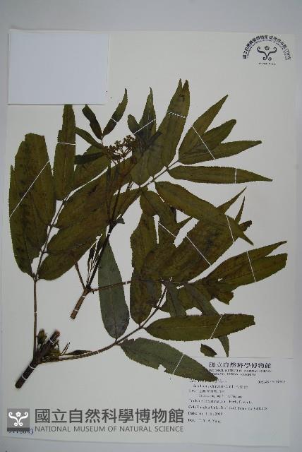 冇骨消藏品圖，第1張