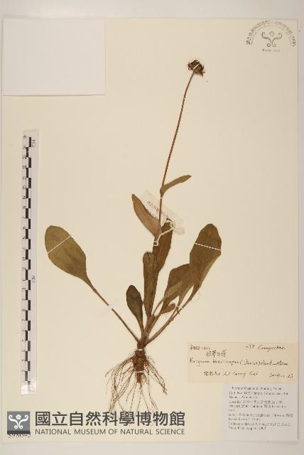 短薴飛蓬藏品圖，第1張