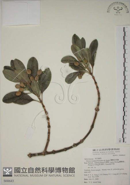 蘭嶼念珠藤藏品圖，第1張