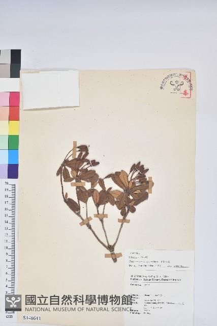 著生杜鵑藏品圖，第1張