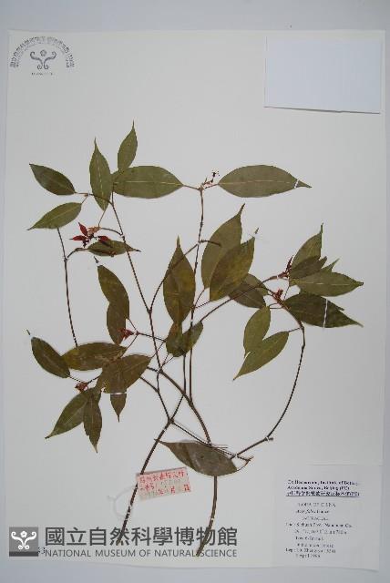 紅翅槭藏品圖，第1張