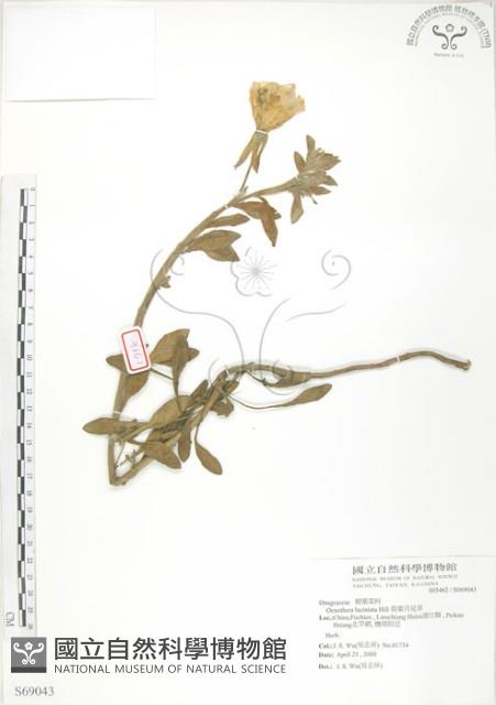 裂葉月見草藏品圖，第1張