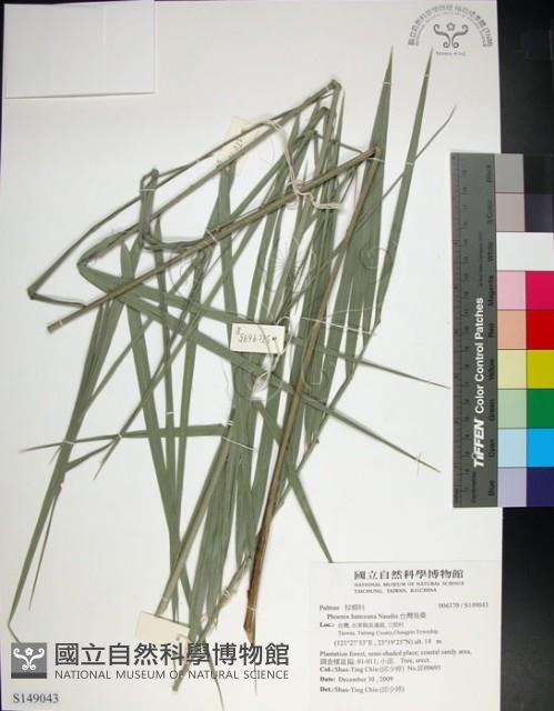 台灣海棗藏品圖，第1張