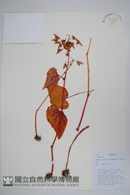 中華秋海棠藏品圖，第1張