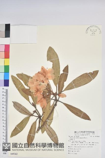 臺灣杜鵑藏品圖，第1張