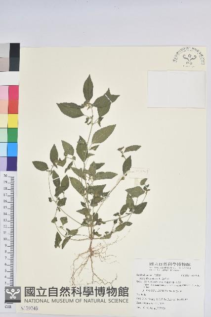 鐵莧菜藏品圖，第1張