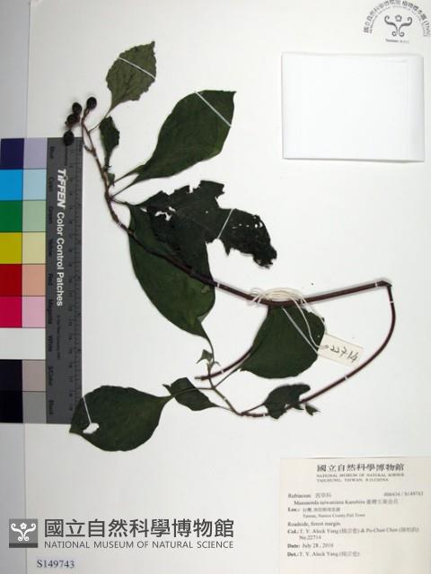 臺灣玉葉金花藏品圖，第1張