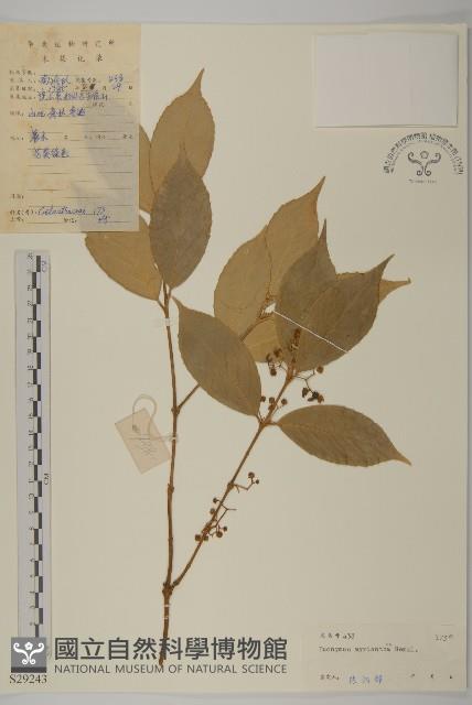 大果衛矛藏品圖，第1張