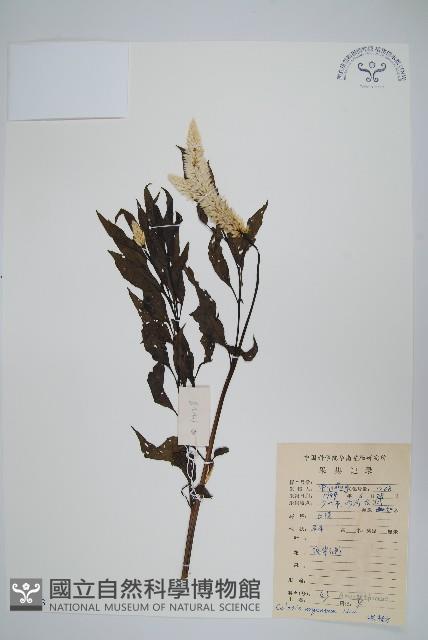 青葙藏品圖，第1張