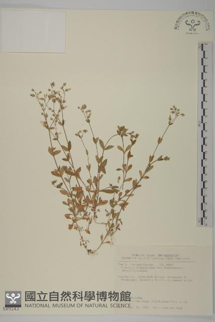 卷耳藏品圖，第1張