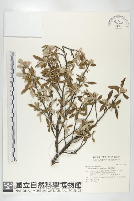 小葉胡頹子藏品圖，第1張