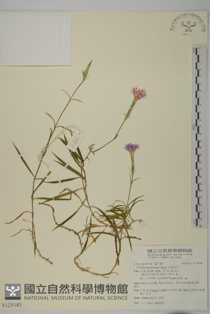 玉山石竹藏品圖，第1張