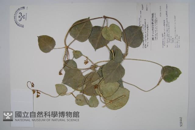 蘭嶼牛皮消、蘭嶼白薇藏品圖，第1張