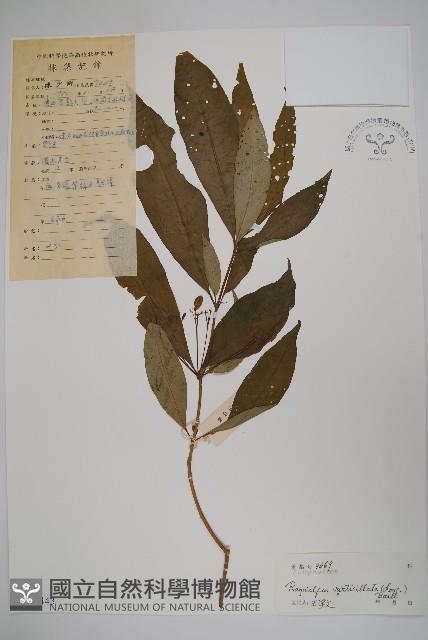 蘿芙木藏品圖，第1張