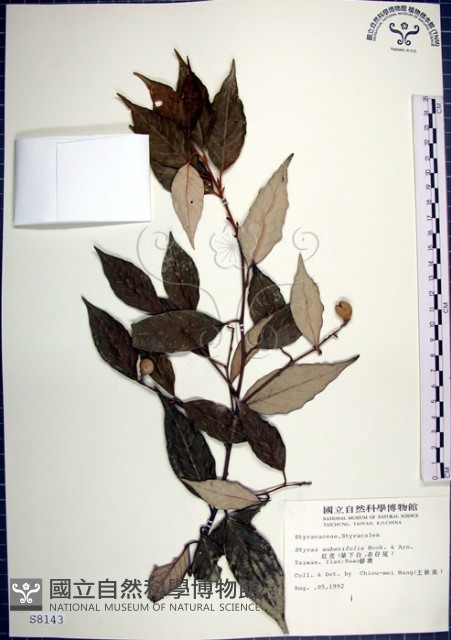 紅皮、葉下白、赤仔尾藏品圖，第1張