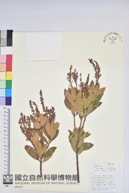 美麗馬醉木藏品圖，第1張