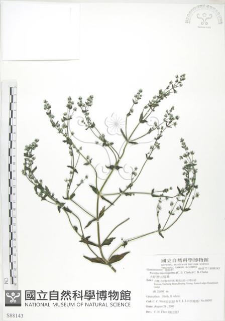 大籽當藥、巒大當藥藏品圖，第1張