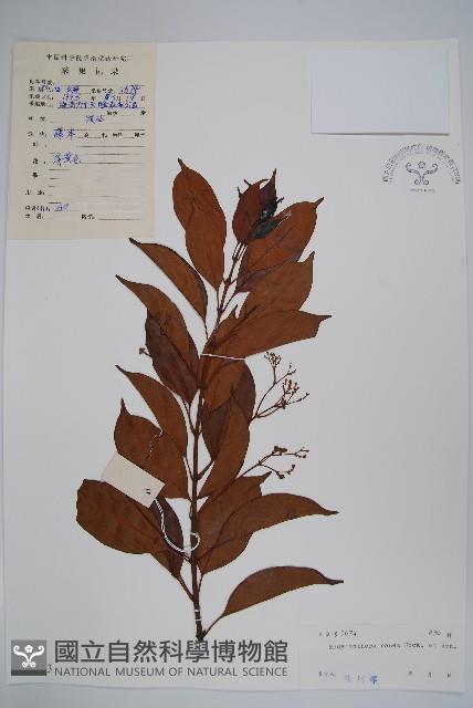 酸藤藏品圖，第1張