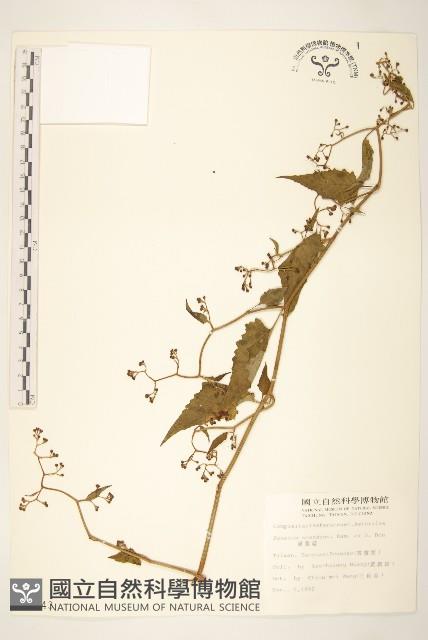 蔓黃菀藏品圖，第1張