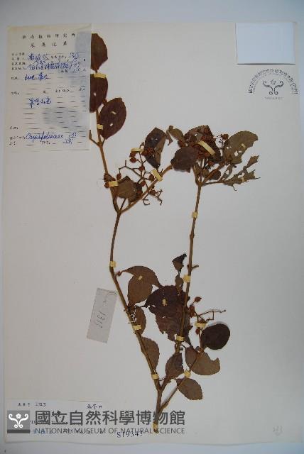 南方莢迷藏品圖，第1張