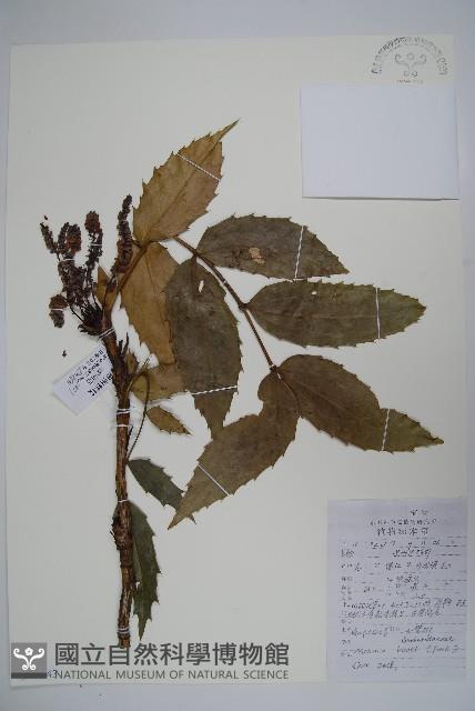 闊葉十大功勞藏品圖，第1張