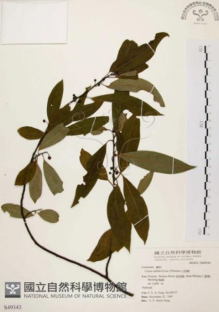 山胡椒藏品圖，第1張